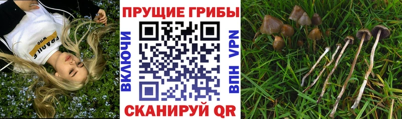 Псилоцибиновые грибы GOLDEN TEACHER  наркота  Тбилисская 